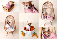 PETS-photos